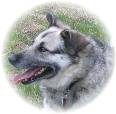 Pet and pet training